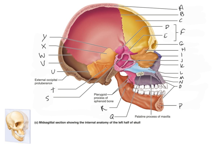 <p>parietal bone</p>