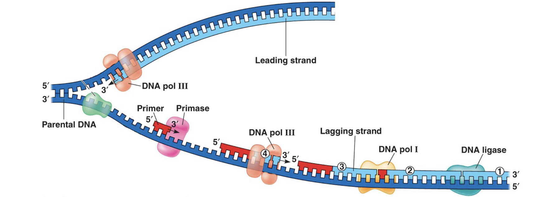 <p>Primase, DNA pol III, DNA pol I, DNA ligase. <br>As the template strand is 5’ at the ori, based on antiparallel the leading strand cannot start replication at the ori. As the DNA strands separate, primase creates an primer at the most newly exposed 3’ end of the template strand. DNA polymerase III creates an Okazaki fragment off of this primer <strong>towards</strong> the ori. As the DNA becomes progressively more unzipped, primase creates a new primer closer to the replication fork and DNA polymerase III builds off of this primer until it reaches the previous primer. More primers are created for the entirety of the template strand length. <br>As the lagging strand is being created in Okazaki fragments, DNA polymerase I removes primers from between already created Okazaki fragments, replacing the RNA nucleotides with needed DNA nucleotides. DNA ligase attaches these separated fragments together</p>