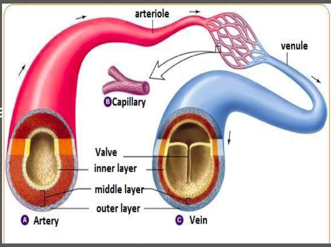 <p>Arteries:</p><ul><li><p>Carry blood AWAY from the heart’s thick, muscular walls, operate at a higher pressure</p></li></ul><p></p><p>Veins:</p><ul><li><p>Carry blood TOWARDS the heart, less muscular walls, operate at a lower pressure, contain valves to prevent backflow</p></li></ul><p></p><p>Capillaries:</p><ul><li><p>Delivers blood to/from tissues/cells, thin walls, 1 cell thick</p></li></ul><p></p>