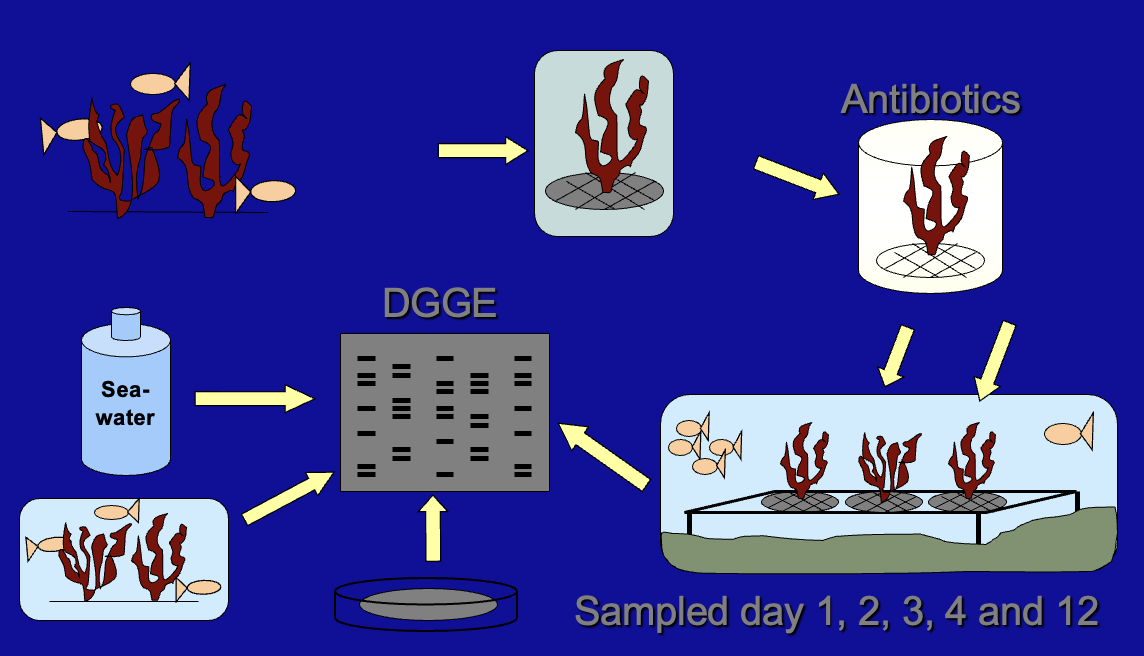 <p>Antibiotic treated v.s. control</p>