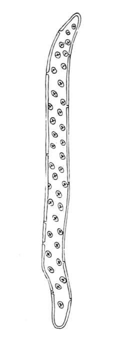 <p>long, tapered water-conducting cells in xylem that transfer water and dissolved mineral nutrients from roots leaves while providing structural support. found in ALL vascular plants. highly thick lignified secondary wall with pits. dead at maturity</p>