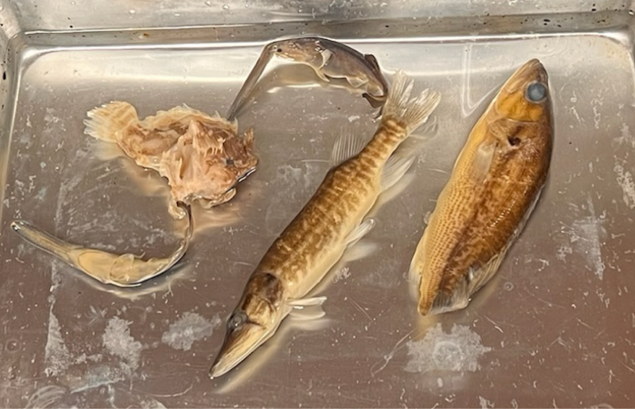 <p>What Kingdom, Phylum, Subphylum and Class are these found in?</p>