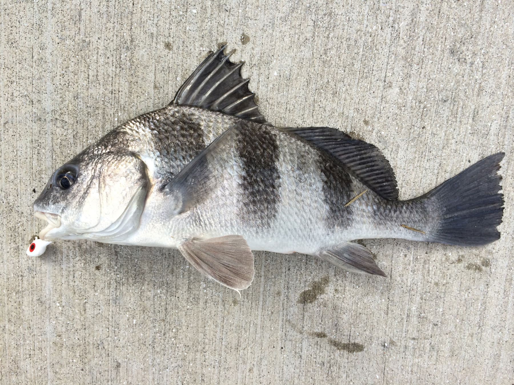 <p>Two dorsal fins, last one rounded, bars do not extend to stomach, barbels</p>
