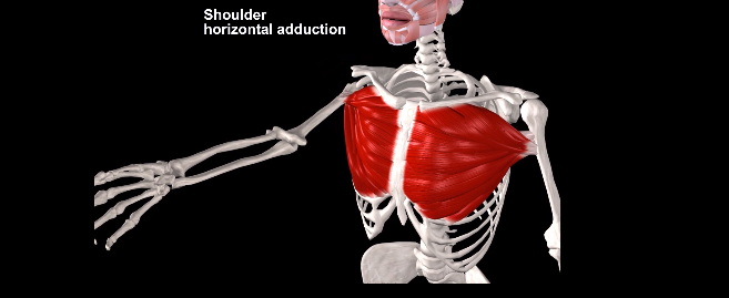<p>The Pectoralis Major does…(action)</p>