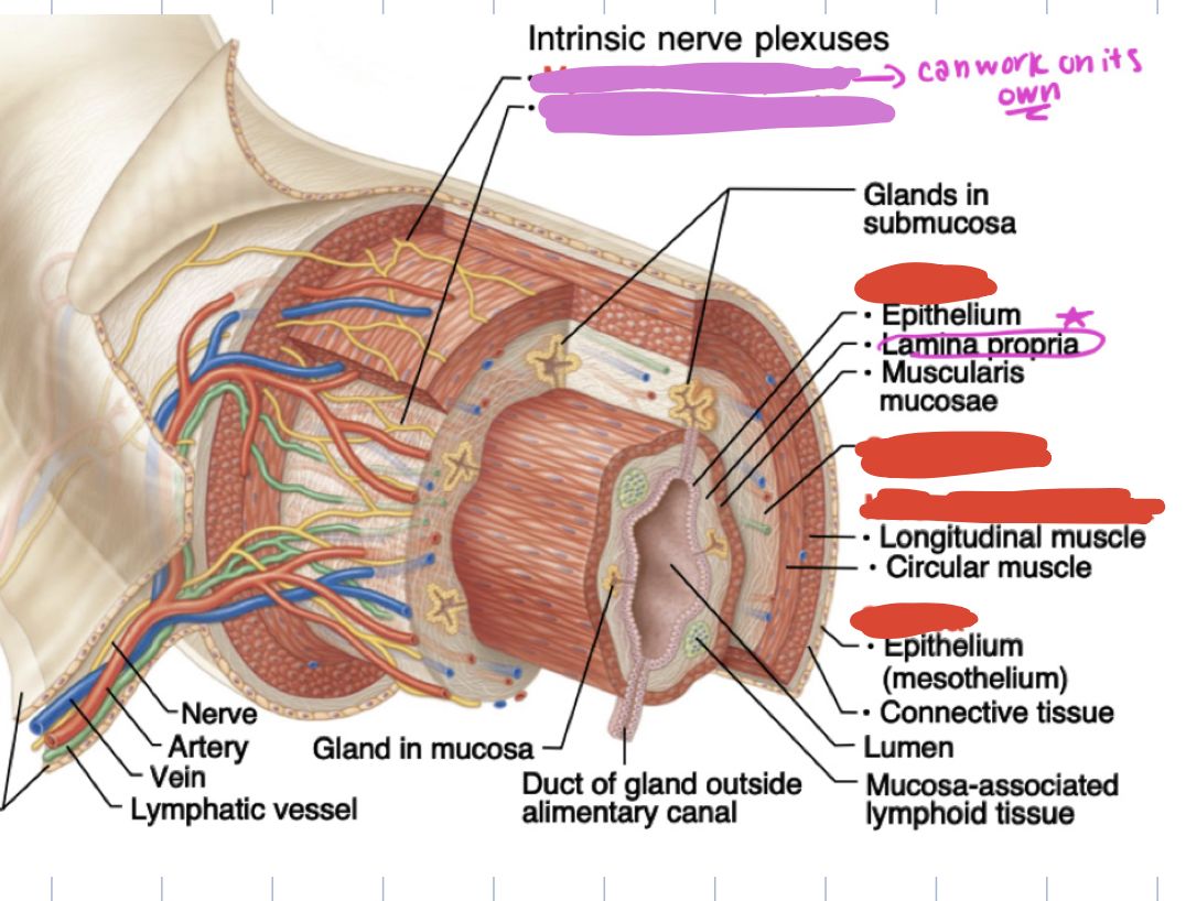 <p><strong>4 layers of GI tract (SM,SM) - SERIOUSLY MUSCLES SUB MUCOUS</strong></p>