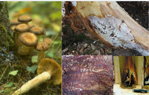 <ul><li><p>white rot </p></li><li><p>cambial mycelia fans </p></li><li><p>rhizomorphs</p></li><li><p>tan coloured, gilled fruiting bodies</p></li><li><p>predominantly conifers</p></li></ul><p></p>