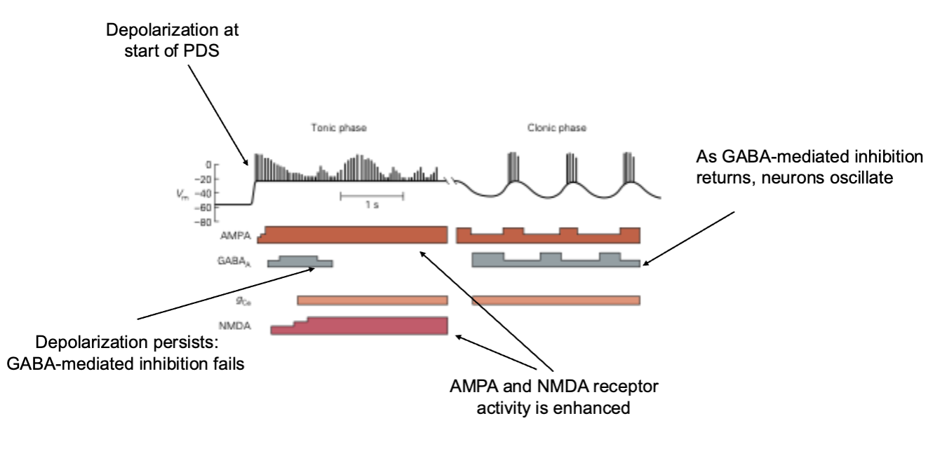 <p>Childhood Absence Epilepsy</p><ul><li><p>3 Hz spike/wave synchronous discharges</p></li></ul><p>Complex Partial Seizures</p><ul><li><p>Seizue focus in the temporal lobe</p></li></ul><p></p>