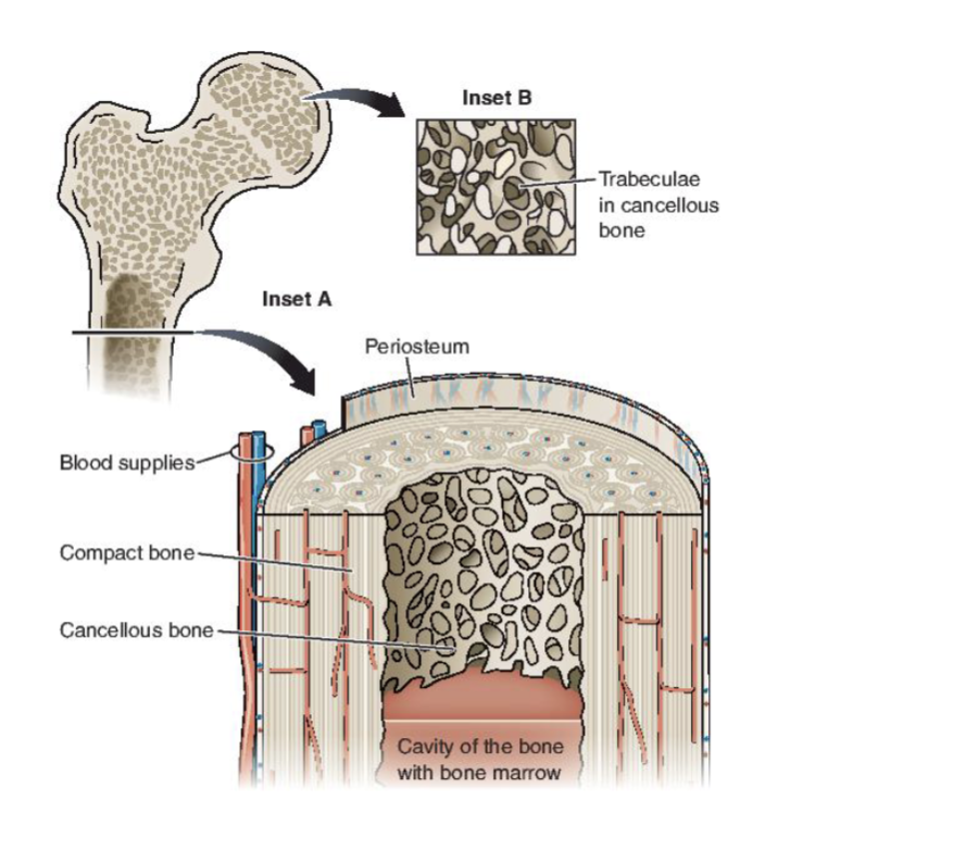<p><span><strong>Cancellous Bone</strong></span></p><ul><li><p><span>Spongy inner layer</span></p></li><li><p><span>Trabeculae (calcified tissue) are laid down according to loading patterns<br>placed on the bone</span></p></li><li><p><span>Form Follows Function”</span></p></li></ul><p></p><p><span><strong>Cortical Bone</strong></span></p><ul><li><p><span>Outer layer</span></p></li><li><p><span>Thin but dense and compact</span></p></li></ul><p></p><p><span><strong>Periosteum</strong></span></p><ul><li><p><span>Fibrous</span></p></li><li><p><span>Covers bone except for articular surface</span></p></li><li><p><span>has undifferentiated cells that can turn into OB/OC as well as a capillary network</span></p></li></ul><p></p>