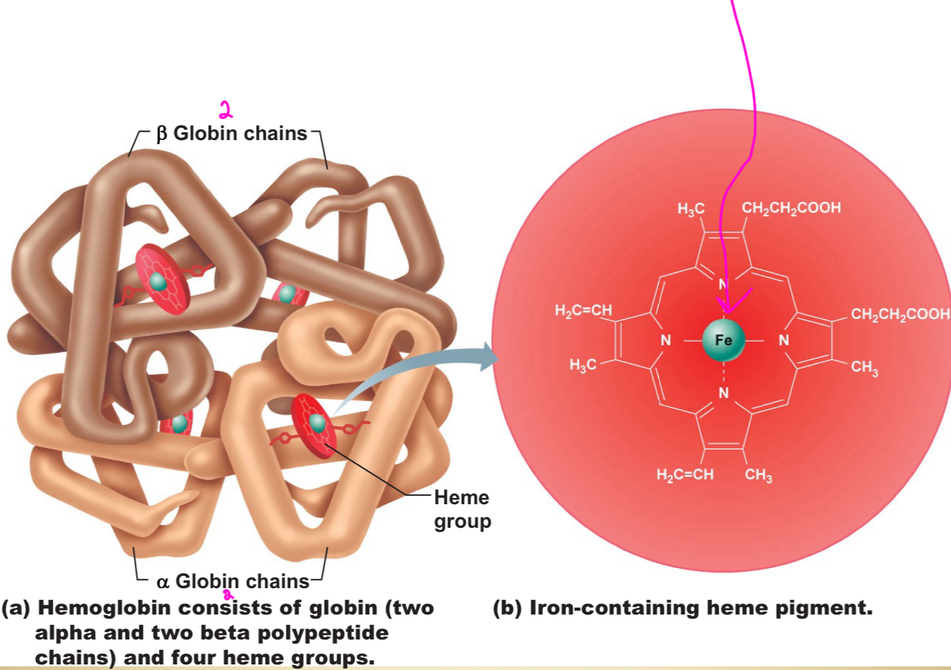 <p>4 subunits (each consisting of heme and globin)</p>