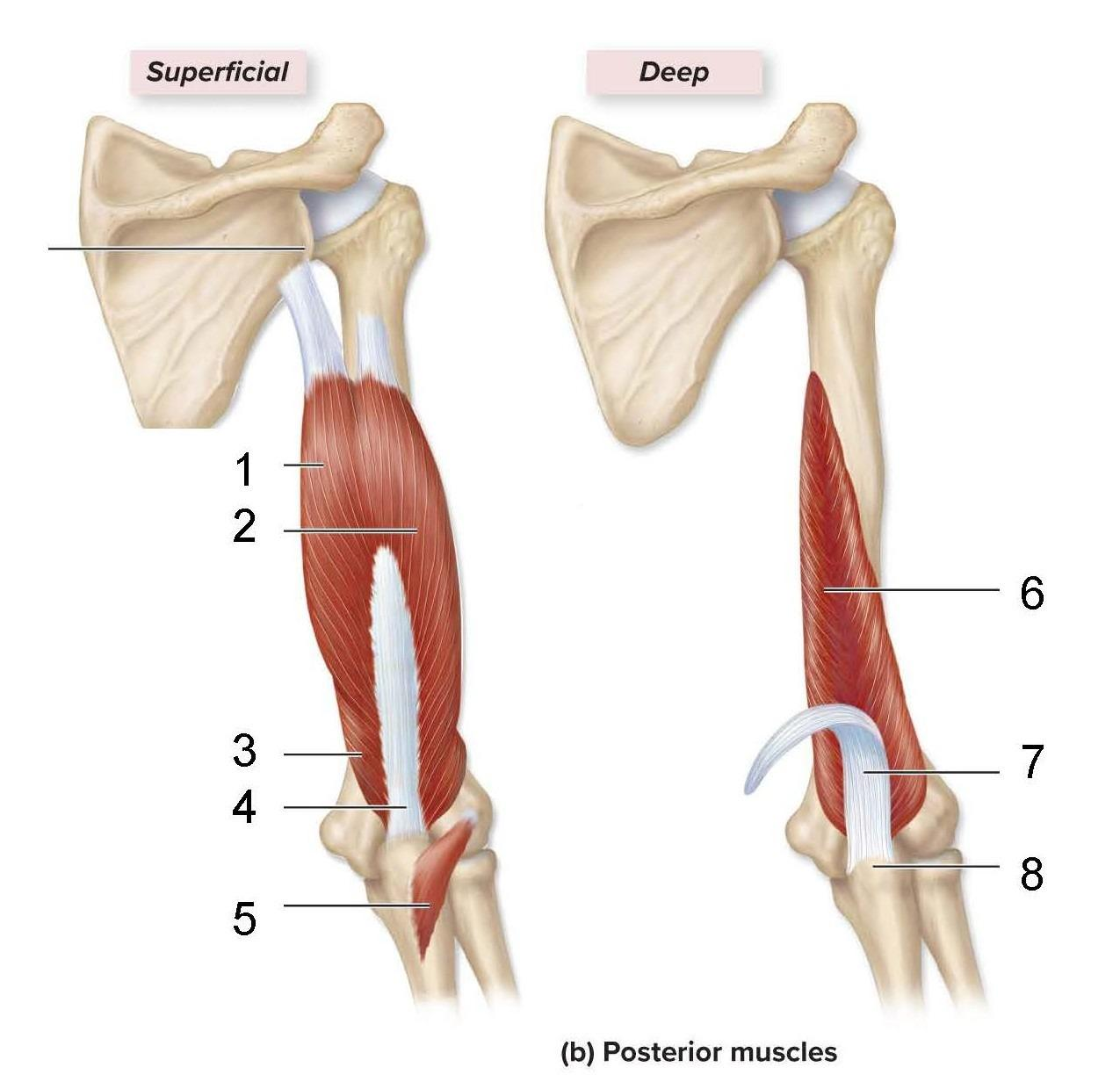 <p>What is identified in the photo 1,2,5,6</p>