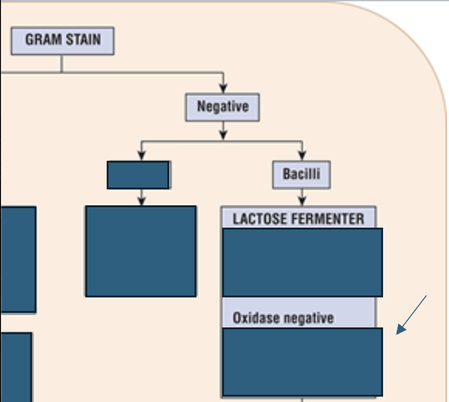 <p>Which gram negative bacilli are lactose fermenters and oxidase negative?</p>