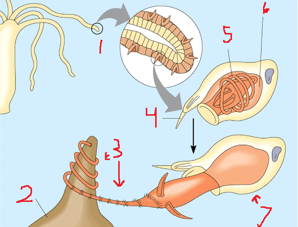 <p>what kind of cell is at 7</p>