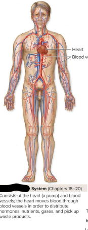 <p>Cardiovascular system</p>
