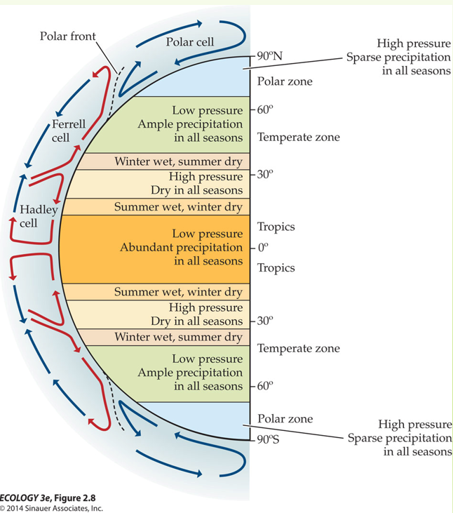 <p>Polar Cells are cold air originating from 90 degrees at the poles. The cold air falls towards 60 degrees, but there is still sparse precipitation in all seasons because the air is too cold to hold water.</p><p>Ferrell Cells are caused indirectly by Polar Cells and Hadley Cells. Air flows towards 60 degrees and is associated with temperature environments, along with adequate precipitation.</p>