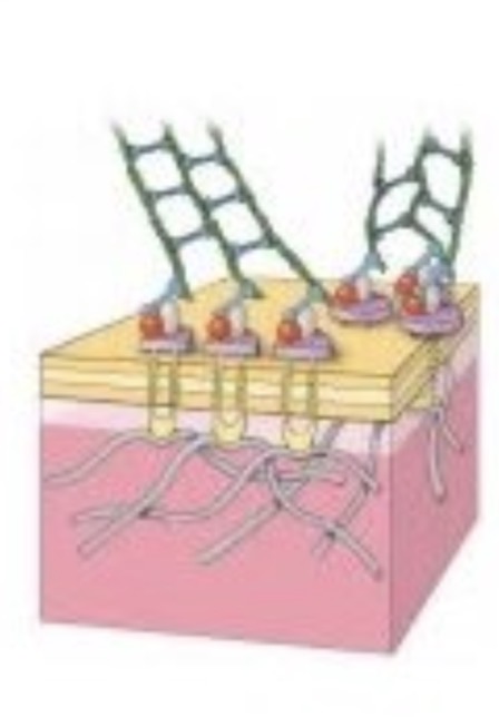 <p>Componentes citoesqueleticos de la adhesion focal</p>