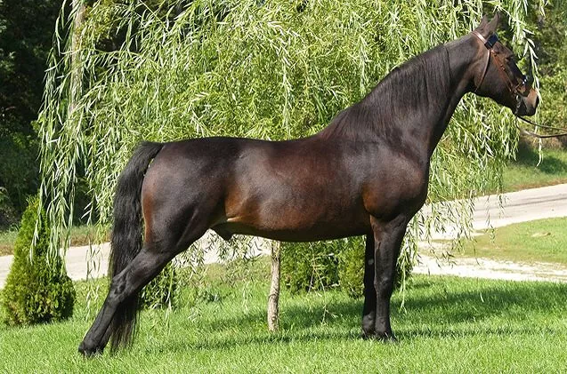 <p>Which horse breed is this?</p><p>Hint: Look at the hind leg stance.</p>