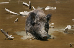 <p>wild, savage</p><p>(of a person) not obeying or controlled by the usual rules of behaviour:</p><p>Over the summer the children become feral creatures that run wild in the fields and forests all day.</p><p>In the holidays we like to get a little feral and live in our pyjamas.</p>