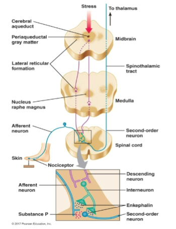 <p>how does the endogenous analgesic system work? </p>