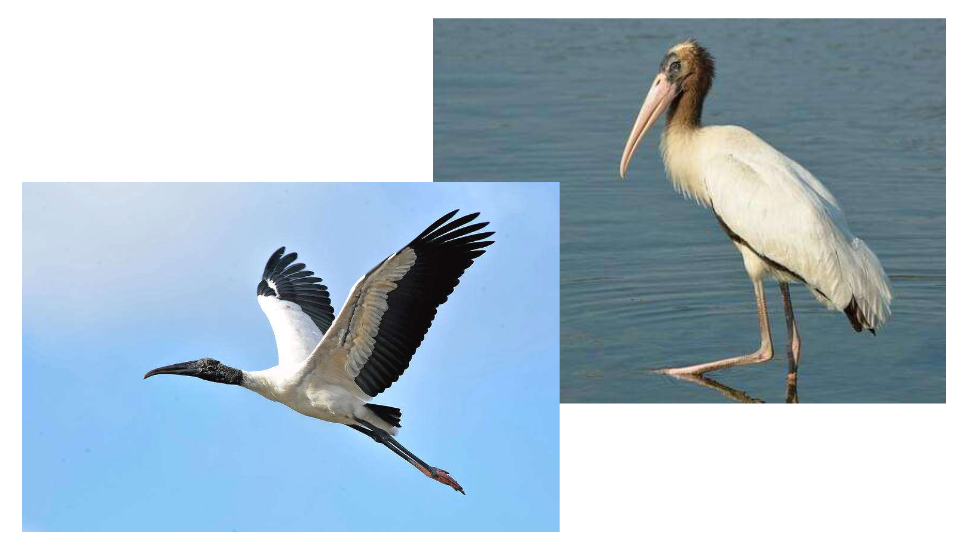 <p>Order Ciconiiformes<br>Family Ciconiidae<br>Wood Stork</p>