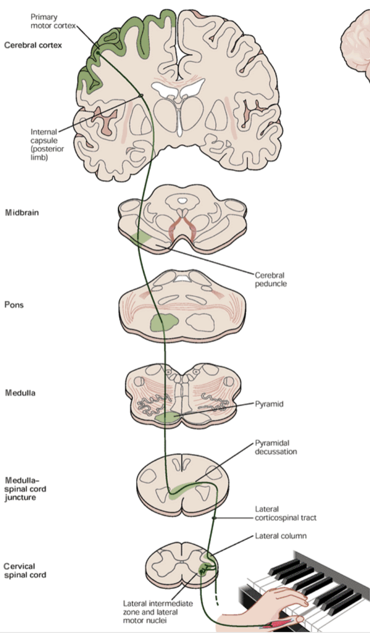 <p>Corticospinal tract</p>