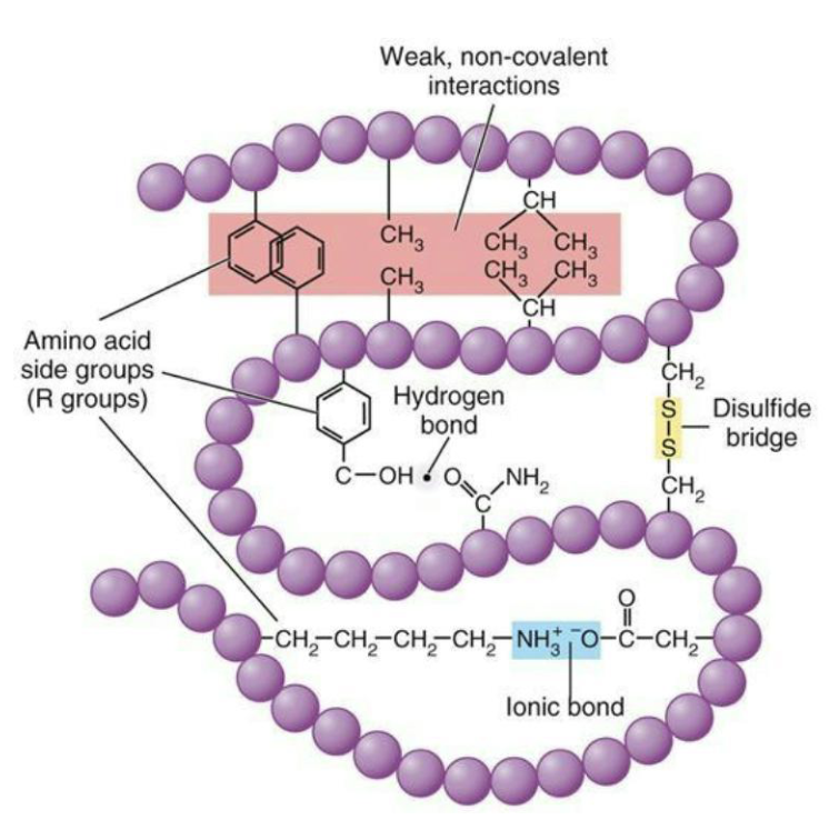 <ul><li><p>Proteins are folded upon leaving the ribosome, sometimes with the help of <strong><em>chaperones</em></strong>.</p></li><li><p>Chaperones (in all domains of life) assist in correct folding and refolding of polypeptide sequence</p></li><li><p>Eukaryal proteins are often modified by the addition of chemical groups</p></li></ul><p></p>
