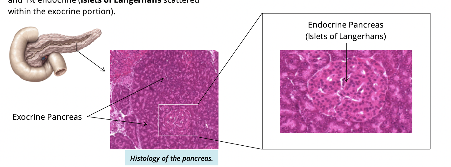 <ul><li><p>99% exocrine</p></li><li><p>1% endocrine </p><ul><li><p>islets of langerhans scattered within this portion </p></li></ul></li></ul><p></p>