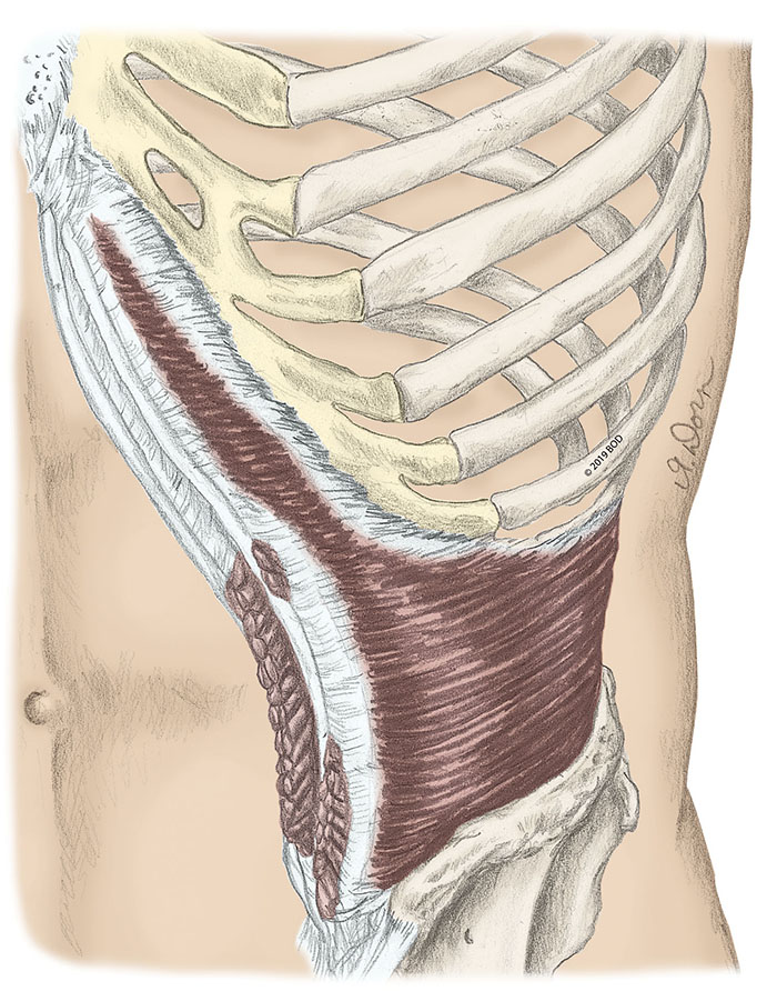 <p>transverse abdominis action</p>
