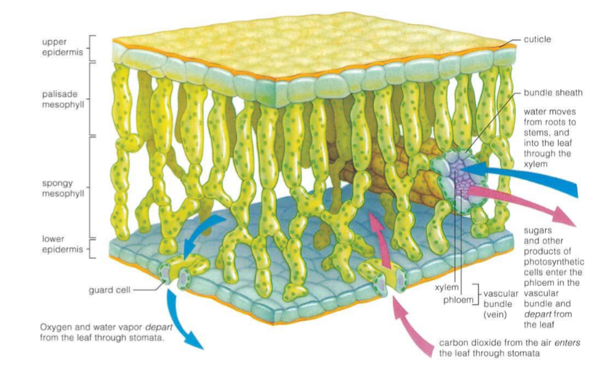 <p>Contain xylem and phloem that transverse the leaf blade.</p>