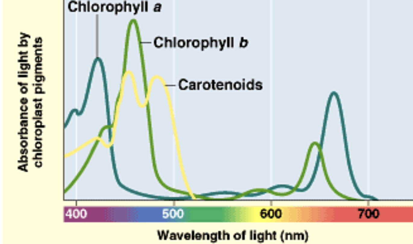 <p>shows the absorption levels of a plant for different wavelengths </p>