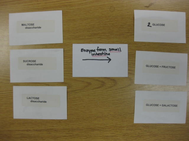 <p>Identify? </p><p>Lab Image 8-2</p>