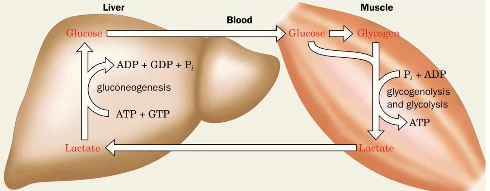 <p>muscles break down glucose for energy, whcih makes pyruvate. How the liver and mucles work together durinbg low oxygen environments.</p><p>When O2 is present, the pyruvate can convert to actyl-CoA and go to the citric acid cycle. </p><p>But when oxygen is lacking and muscles still need ATP, pyruvate stays in cytosol and lactate dehyrogenase (LDH) makes it ito lactic acid. the lactic acid is exported into the blood and taken up by the liver.</p><p>Inide the hepatocyes (liver cells), the lactic acid becomes pyruvate and can be used for gluconeogenesis. The liver puts all that glucose out into the blood, and the muscles will take up the glucose from the bloodstream</p><p></p>