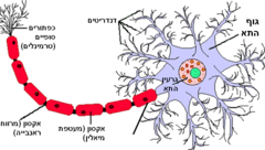<p>breaks in the myelin sheath; places where AP's are generated</p>
