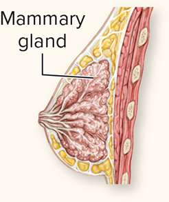 <p>The hypothalamus releases prolactin-releasing hormone (PRH) into the hypothalamo-hypophyseal portal system, and PRH stimulates the anterior pituitary (specifically</p><p>lactotropes) to release prolactin (pro -lak'tin; lac = milk) (PRL) into the general blood</p><p>circulation. Prolactin primarily regulates mammary gland growth and breast milk production, which is called lactation</p>