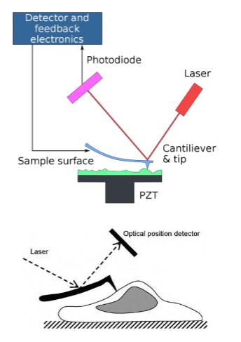 <p>The key element of the microscope is a tapered probe, typically made from silicon or silicon nitride, which is attached to a cantilever arm. When the probe tip interacts with a sample, the arm is deflected. This deflection can be measured by sensing the position of a laser beam that reflects off the cantilever arm.</p><p>By suitable placement of the laser and detector to take advantage of the “optical level arm” effect, displacements of less than 1 nm can be measured</p><p>The AFM is typically used in conjunction with an optical microscope that can be used for real-time visualization for example, to help to localize the AFM probe over a target cell. One of the great advantages of the AFM is that imaging can be carried out on living cells or intact molecules in an aqueous environment</p>