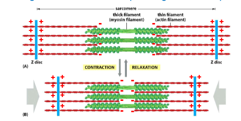 <p>Thin actin filaments on the outside, thich myosin filaments in the middle</p>