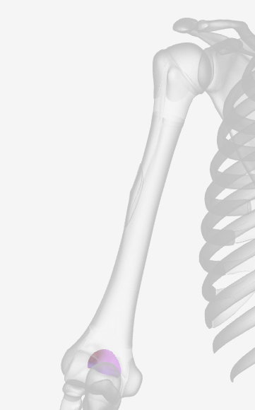 <p>What part of the humerus is this? (left)</p>