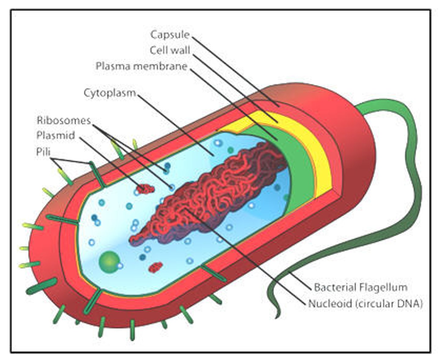 <p>label a bacteria cell</p>