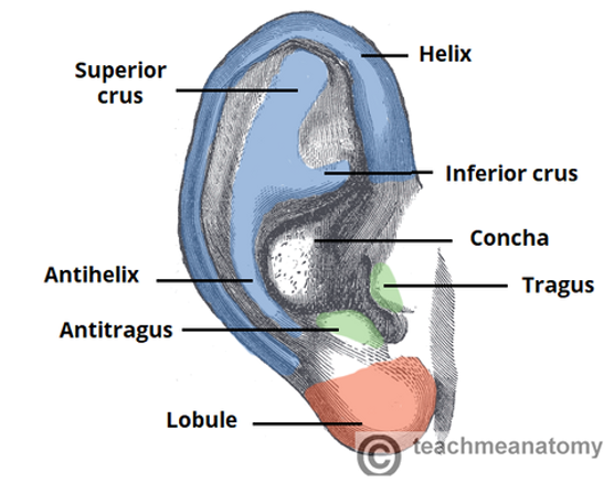 <p>what view of the pinna is this?</p>