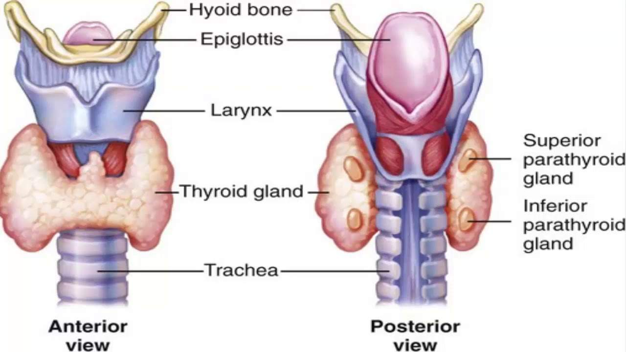 <p>Thyroid and parathyroid glands </p>