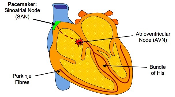 <ol><li><p>SAN acts as pacemaker &amp; initiates a wave of depolarisation</p></li><li><p>Wave of depolarisation spreads across both atria (atrial systole)</p></li><li><p>AVN delays the transmission of the impulse, while the ventricles fill with blood &amp; the valves close</p></li><li><p>AVN conveys wave of depolarisation down the septum via Bundle of His, which branches into purkyne fibres along ventricles</p></li><li><p>This causes the ventricles to contract from the apex upwards</p></li></ol><p></p>