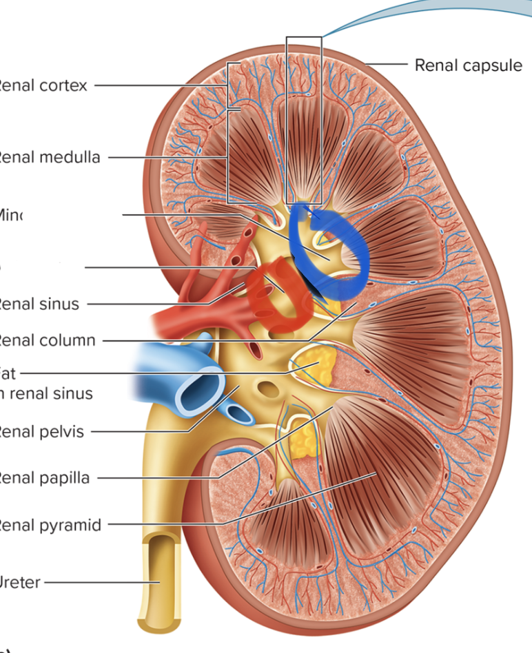 <p>name this structure(s)</p>