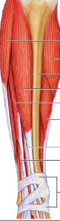 <p>extensor digitorum longus</p>