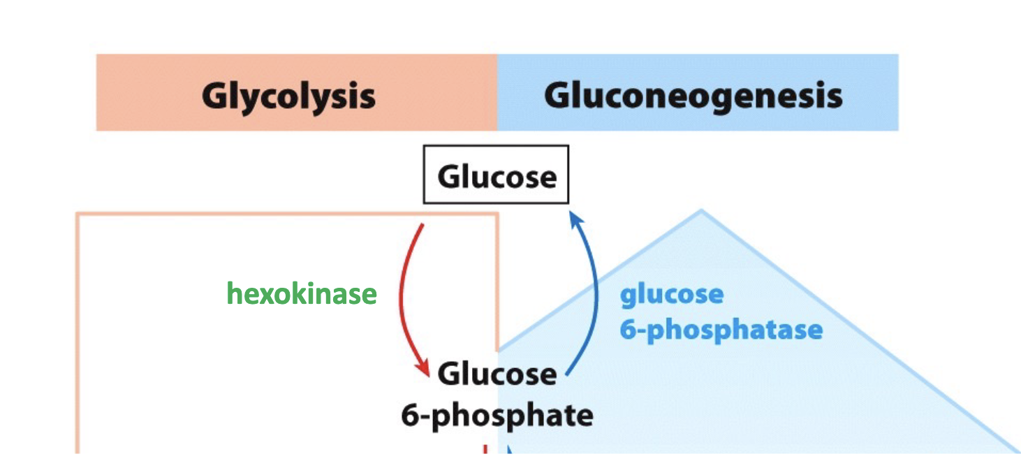 <p>Glucose-6-phosphatase</p>