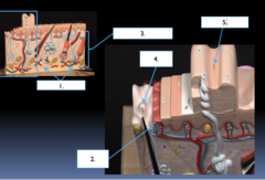 <p>What part of the dermal skin layer is the section labeled #5?</p>