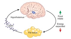 <p>A <strong>hormone </strong>involved in the regulation of body fat and energy balance.</p>