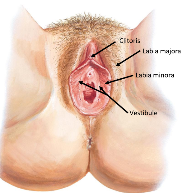 <ul><li><p><strong>Lab!a majora</strong>: outer skin folds</p><ul><li><p>Where the <strong>round ligament of the uterus</strong> inserts within</p></li><li><p>Protects deeper genitalia</p></li></ul></li><li><p><strong>Lab!a minora</strong>: inner mucosal folds</p><ul><li><p>Glands → lubricant</p></li><li><p>Do not grow hair</p></li></ul></li><li><p><strong>Cl!toris</strong>: anterior erectile structure</p><ul><li><p>Similar to male pen!s</p></li></ul></li><li><p><strong>Vestibule</strong>: area b/w lab!a minora, containing <em>urethra</em> + <em>vag!nal opening</em></p></li></ul><p></p>