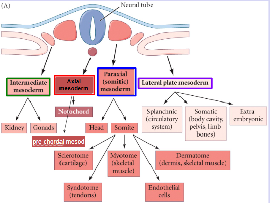 <p>kidney and gonads</p>