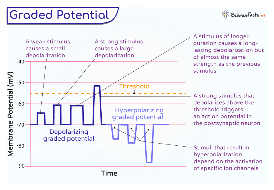 <p>Depolarizing graded potential</p>