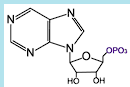 <ul><li><p>BUILDING block of DNA or RNA (nucleic acids)</p></li><li><p>Purine or pyrimidine base attached to a ribose phosphate</p><ul><li><p>EX: Adenine, Guanine, Thymine, Cytosine, Uracil </p></li></ul></li><li><p>DON’T have the phosphate</p></li></ul><p></p>