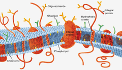 <p>A phospholipid bilayer that contains other proteins, lipids, and carbohydrates to control movement into and out of the cell and communicate with other cells</p>